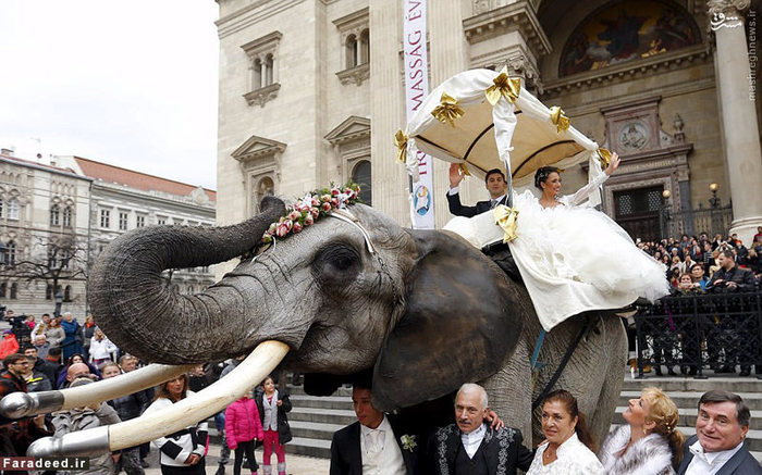 فیل سواری در روز عروسی